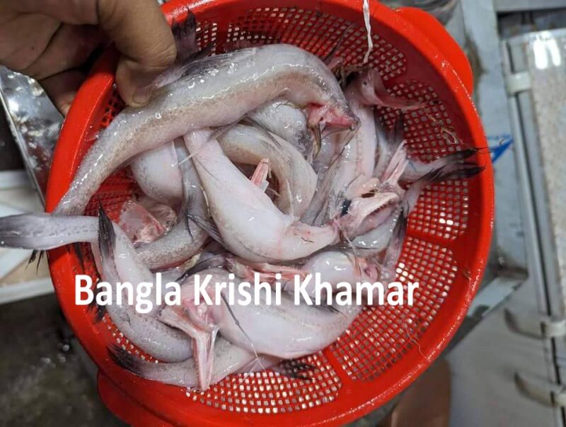 Bombay Duck Fish Online