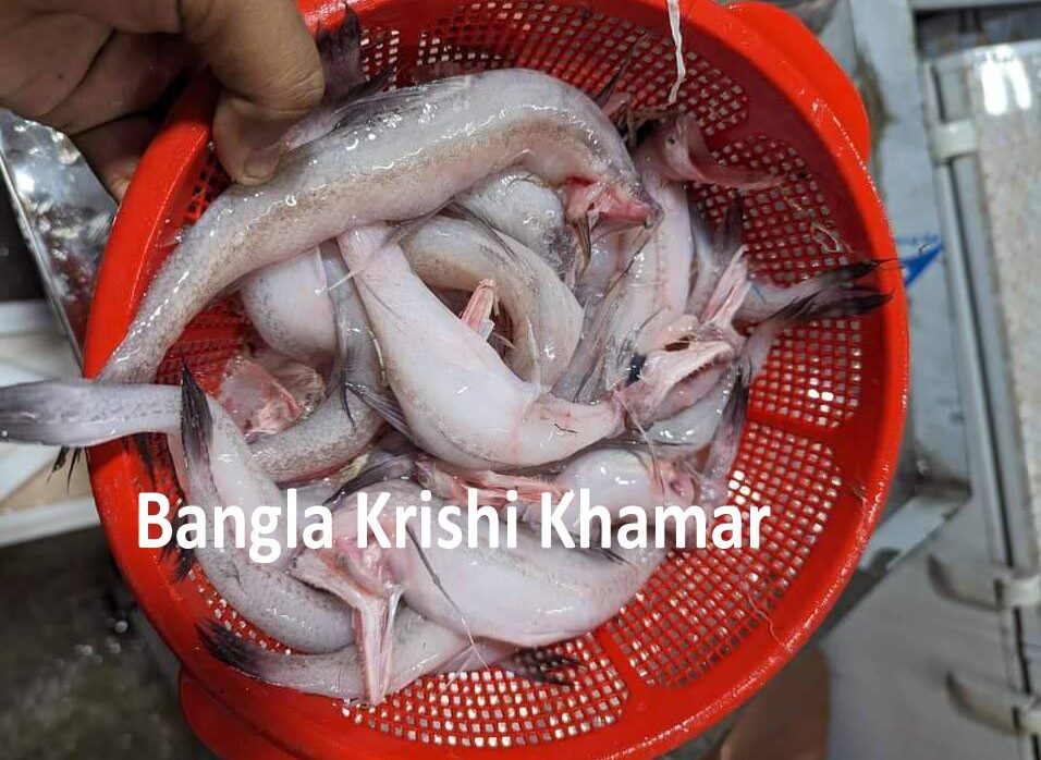 Bombay duck Fish (Bombil/ बोंबिल)