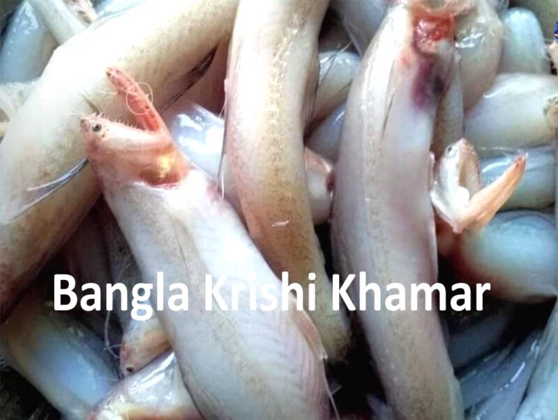 Bombay Duck Fish