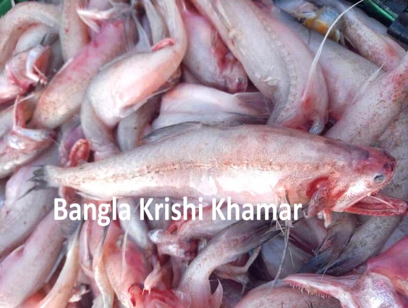 Bombay Duck Fish Price