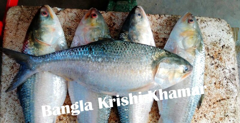 Hilsa Fish