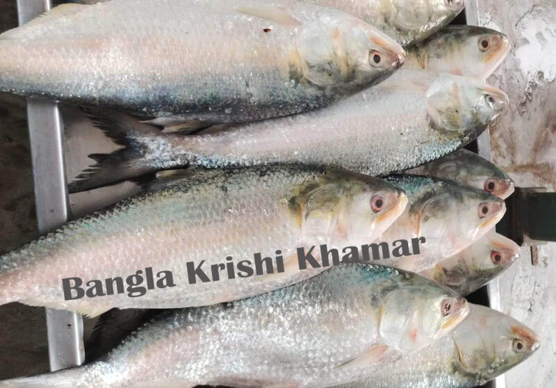 Hilsa Fish bangla krishi khamar