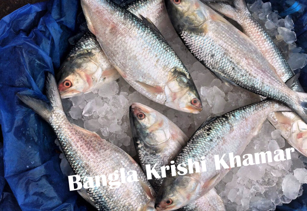 Hilsa Fish (Ilish)