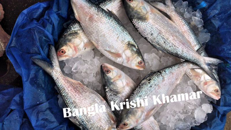 Hilsa Fish