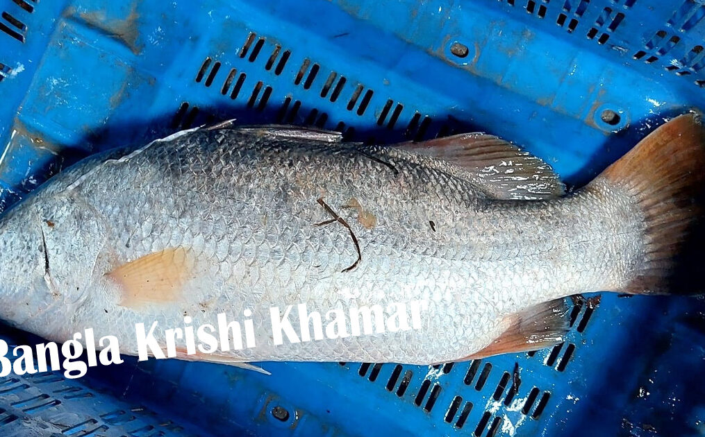 Bhetki Fish (Seabass ) (Barramundi) 