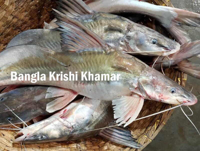 Singhara fish Online