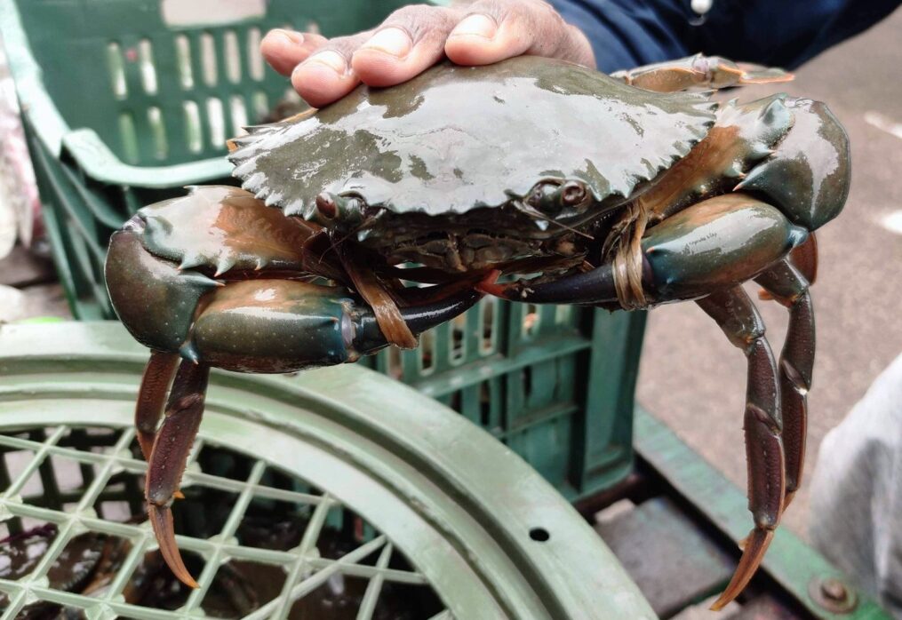 Crab Sale Online