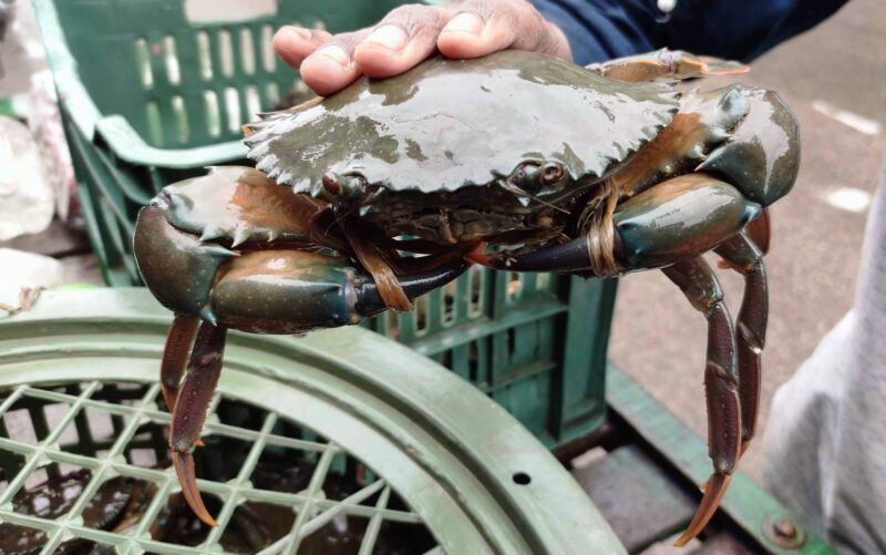 Crab Sale Online