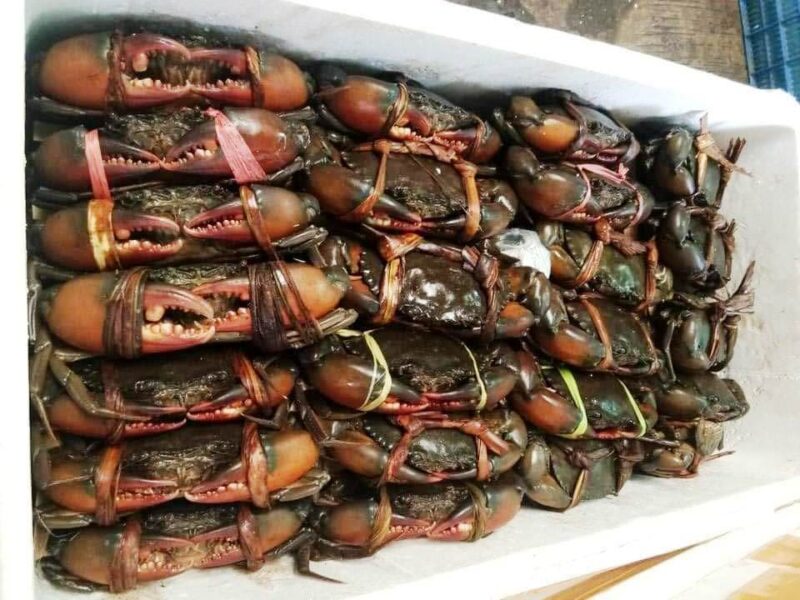 Mud Crab sale in India