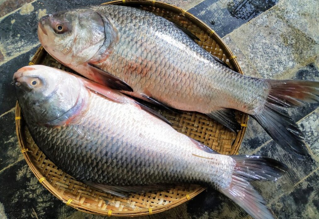 Catla Fish Farming in India