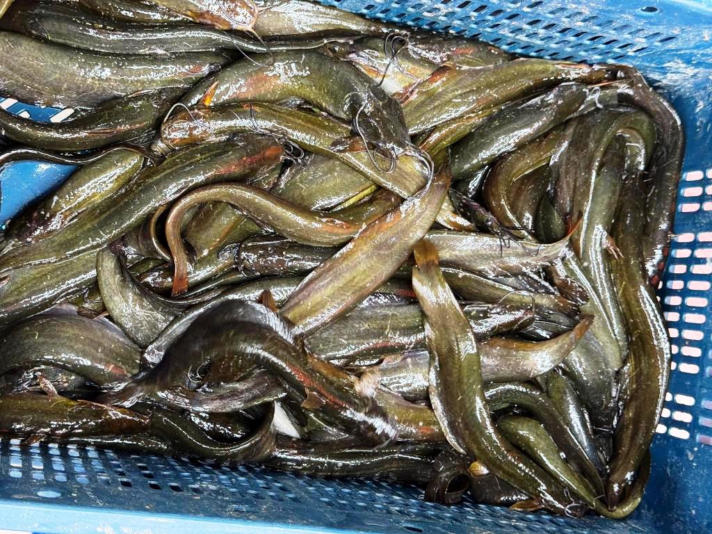 Singhi Fish Farming in India - Step by Step Farmers guide