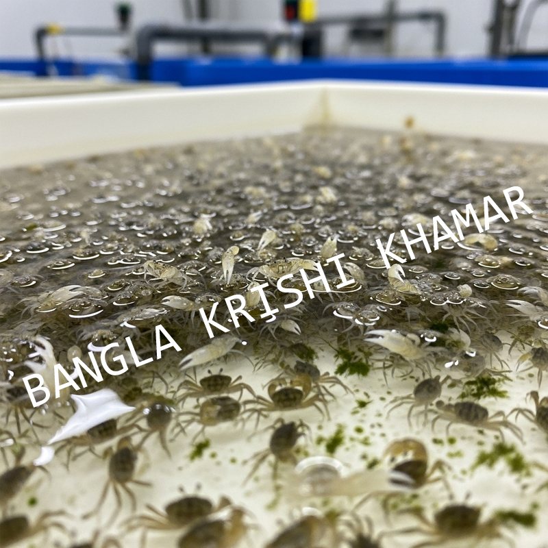 Mud Crab Seeds Price in India