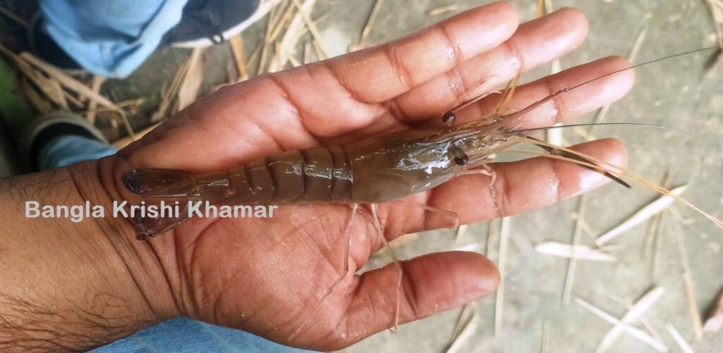 Freshwater Prawn Farming Guide