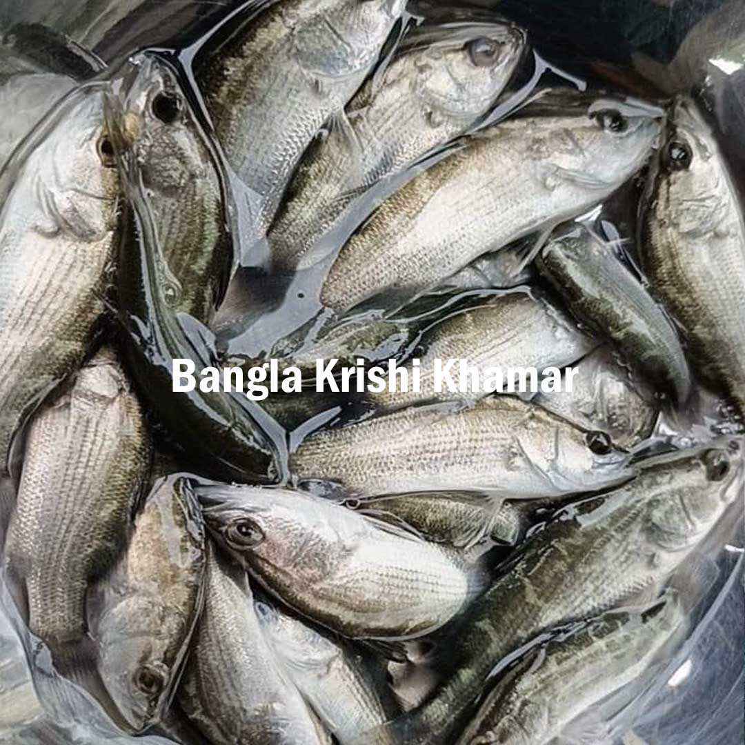 Jitada ( Seabass ) Fish Seeds