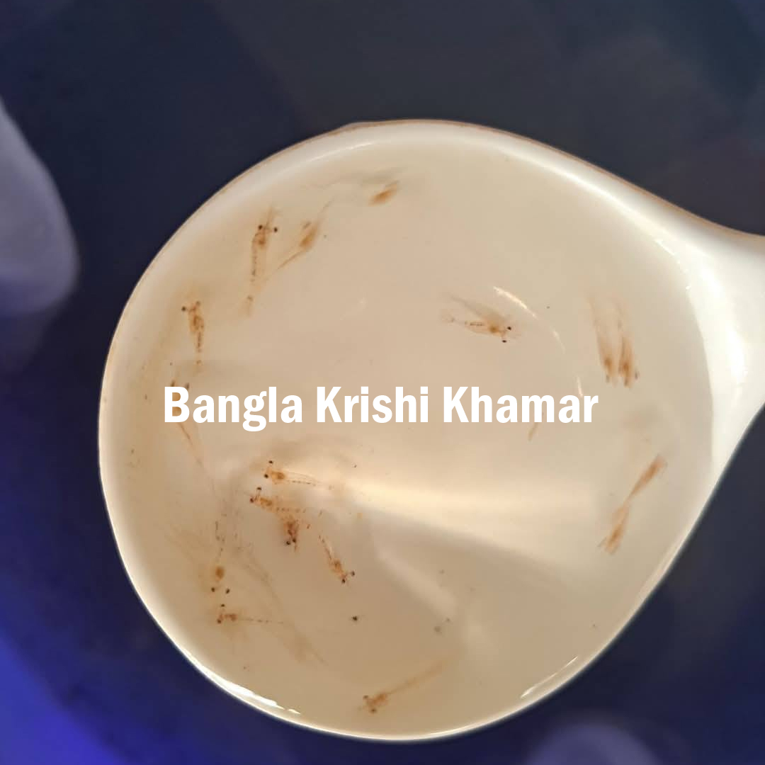 Macrobrachium rosenbergii Seed