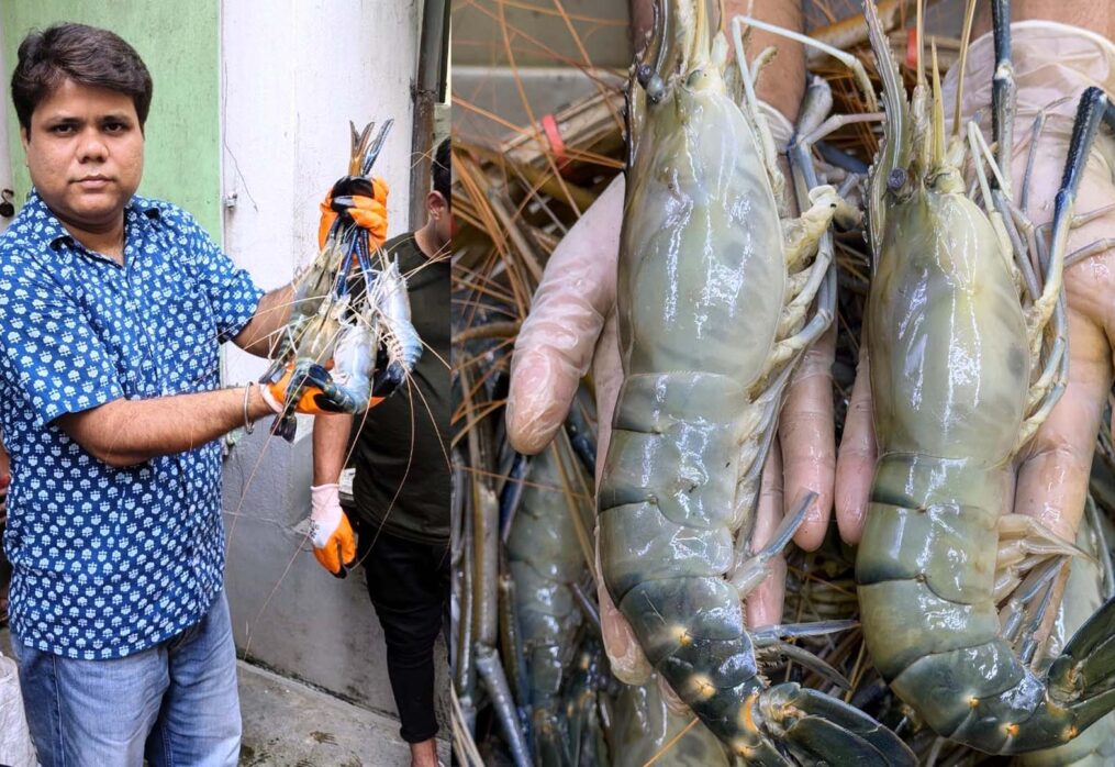 Freshwater Prawn Culture in India