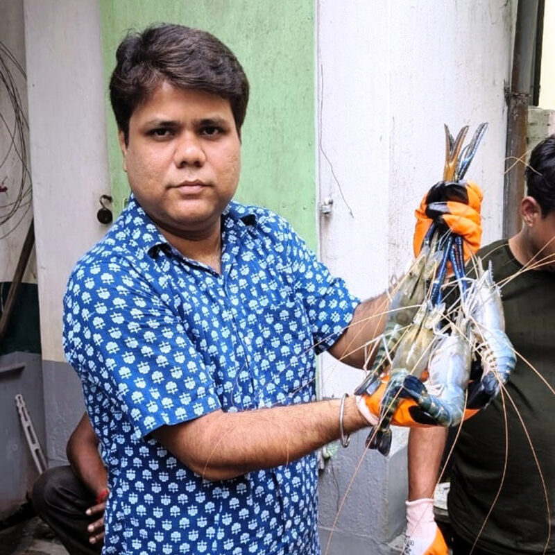 Scampi Seeds supplier