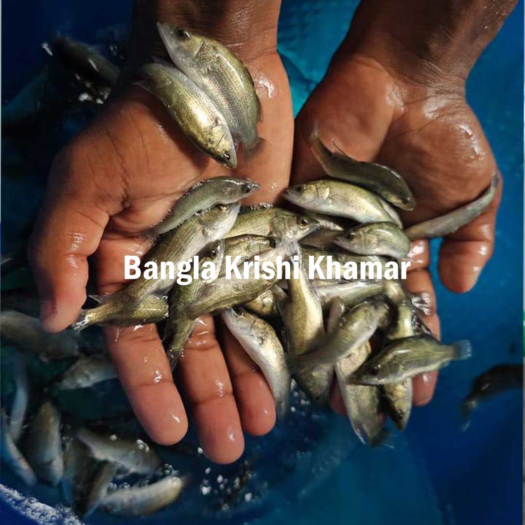 Seabass ( Vetki) Fish Seed