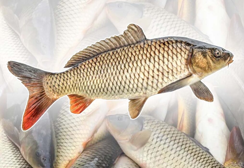 Amur Common Carp Fish Farming in India