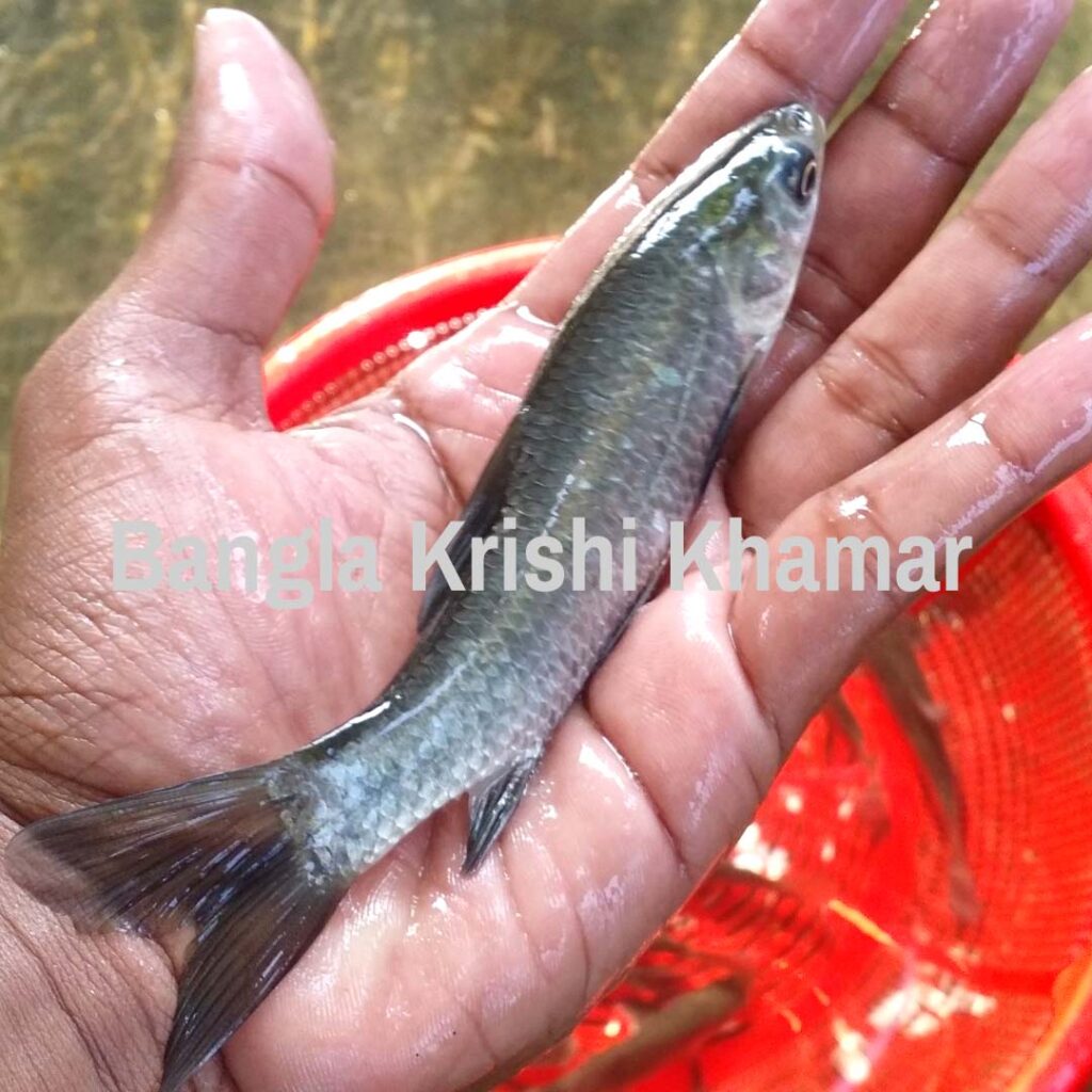 Black Carp Fish Seeds