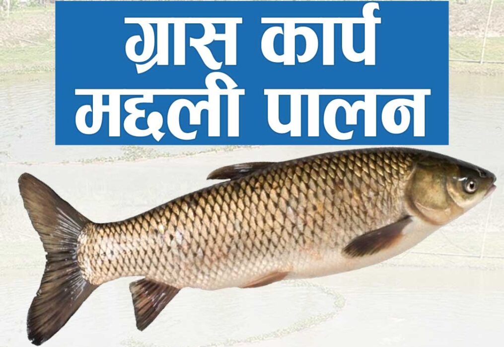 Grass Carp Fish Farming in India