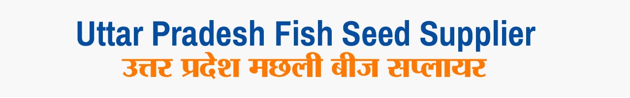 Fish seed supplier in Uttar Pradesh delivering hatchery fish seed